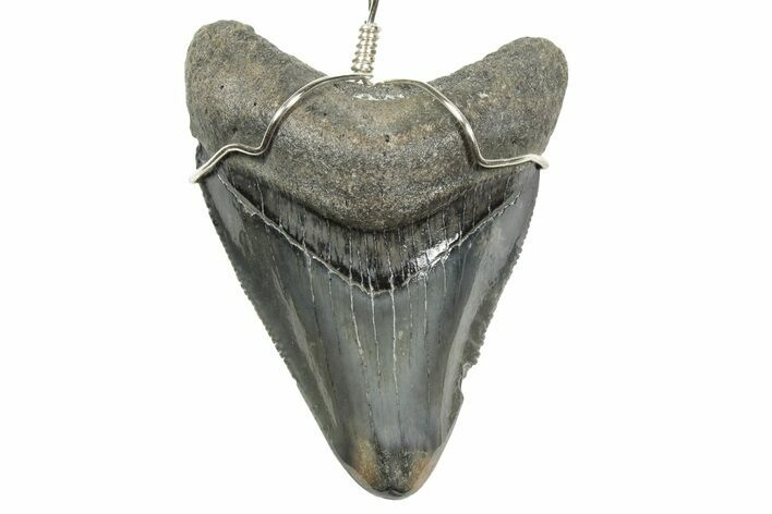 Fossil Juvenile Megalodon Tooth Necklace - South Carolina #240698